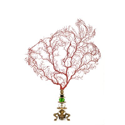 red_gorgonia__wild